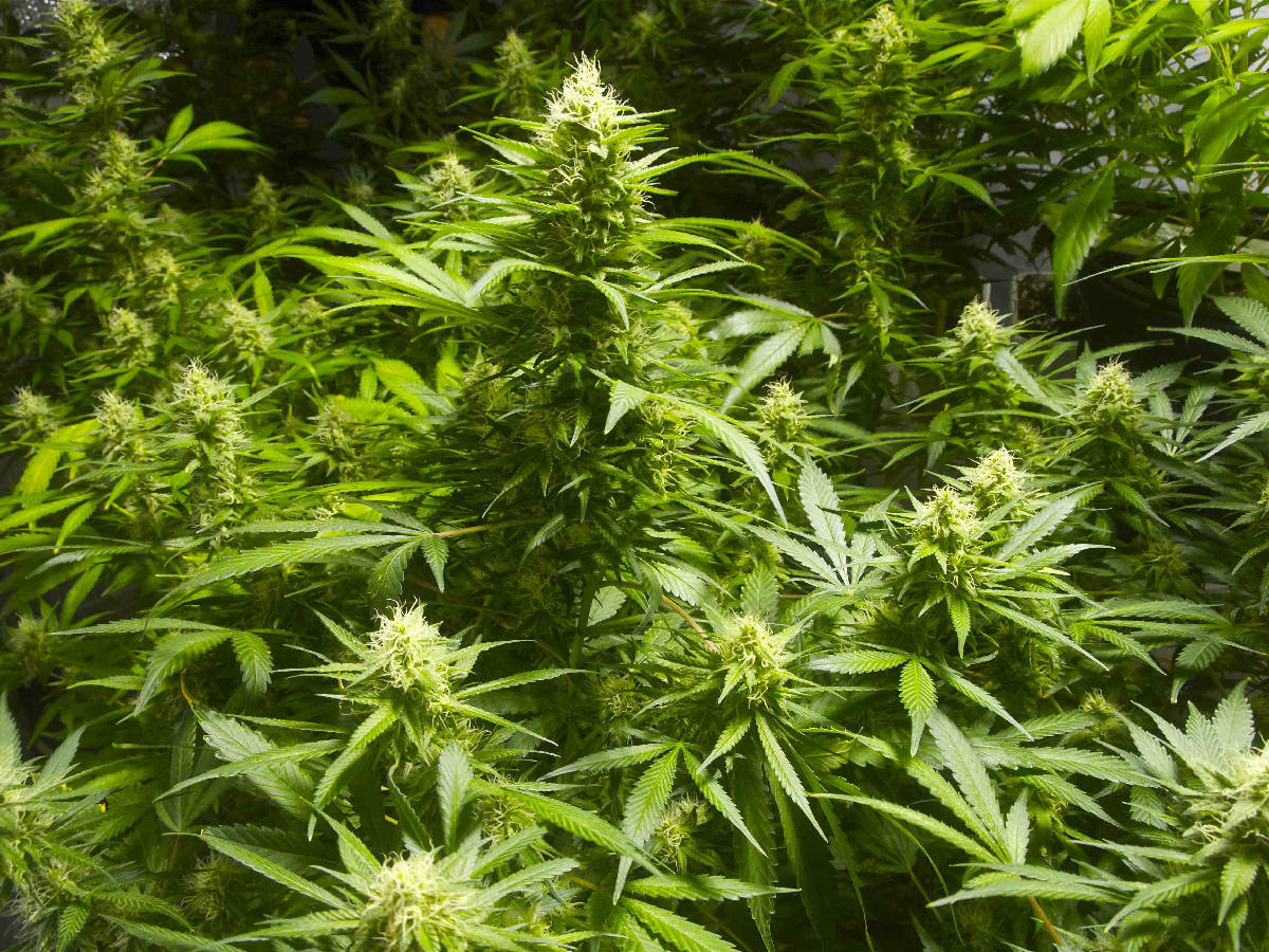 What Does Weed Look Like When Its Ready To Harvest Understanding Cannabis - Wellness Connection
